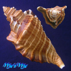 Alternative view of Cymatium raderi D'attilio & Meyers, 1984