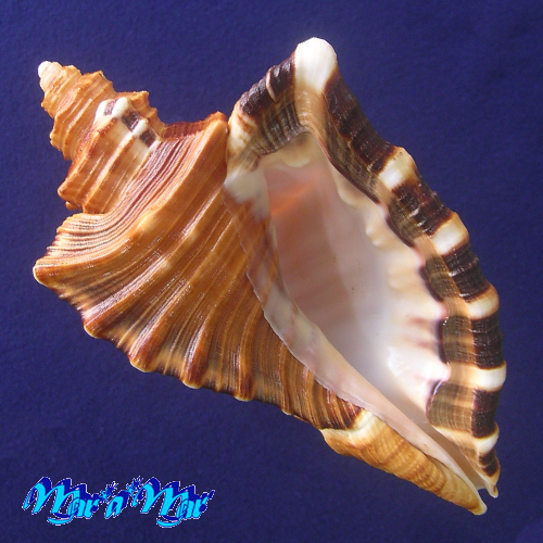 Cymatium raderi D'attilio & Meyers, 1984