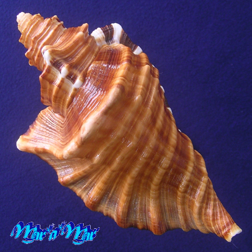 Cymatium raderi D'attilio & Meyers, 1984 - Image 4