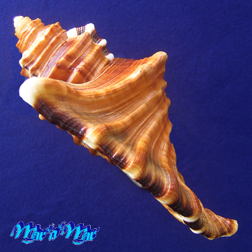 Cymatium raderi D'attilio & Meyers, 1984 - Image 3