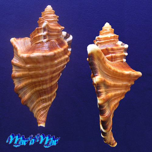 Cymatium raderi D'attilio & Meyers, 1984 - Image 2