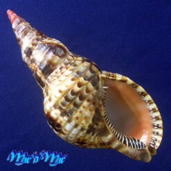 Charonia variegata (Lamarck, 1816)