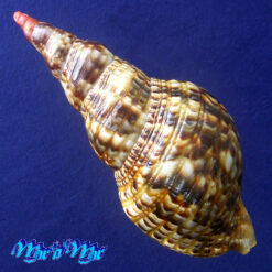 Alternative view of Charonia variegata (Lamarck, 1816)