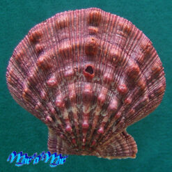 Nodipecten nodosus (Linnaeus, 1758)