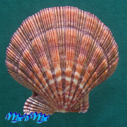 Alternative view of Nodipecten nodosus (Linnaeus, 1758)