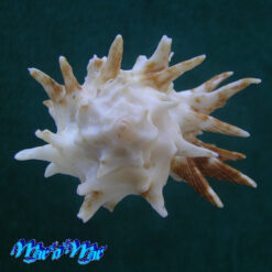 Alternative view of Homalocantha oxycantha (Broderip, 1833)