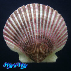 Argopecten purpuratus (Lamarck, 1819)