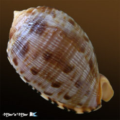 Alternative view of Cypraeacassis testiculus (Linnaeus, 1758)