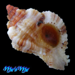 Phyllonotus occulatus (Reeve, 1845)