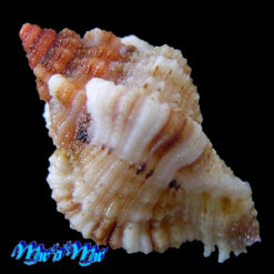 Alternative view of Phyllonotus occulatus (Reeve, 1845)