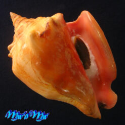 Strombus pugilis worki Petuch, 1993