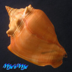 Alternative view of Strombus pugilis worki Petuch, 1993