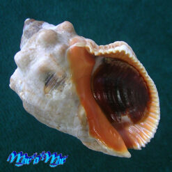 Stramonita brasiliensis Claremont & D. Reid, 2011