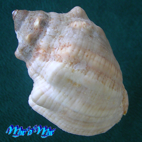 Stramonita brasiliensis Claremont & D. Reid, 2011 - Imagem 2