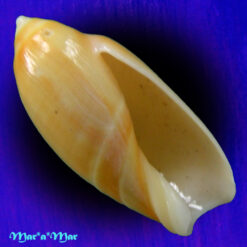 Ancilla faustoi Mathews & Mathews,1978