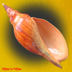 Adelomelon beckii (Broderip, 1836)