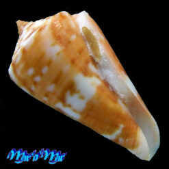 Conus carioca Petuch, 1986