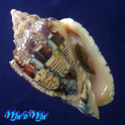 Voluta ebraea Linnaeus, 1758