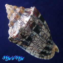 Alternative view of Voluta ebraea Linnaeus, 1758