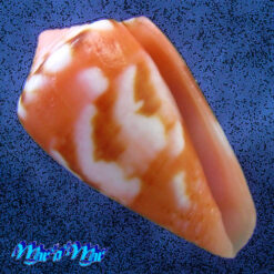 Conus mauricioi Coltro, 2004