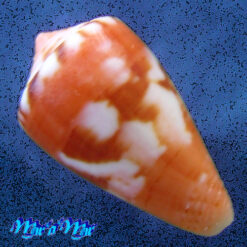 Alternative view of Conus mauricioi Coltro, 2004