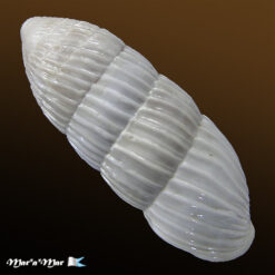 Alternative view of Cerion sp.