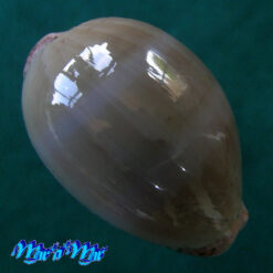 Cypraea (Luria) cinerea brasiliensis L. H., 1993