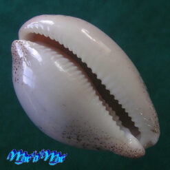 Alternative view of Cypraea (Luria) cinerea brasiliensis L. H., 1993