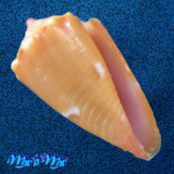 Conus delucai Coltro, 2004