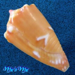 Alternative view of Conus delucai Coltro, 2004