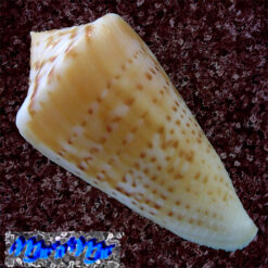 Alternative view of Conus lemniscatus Reeve, 1849