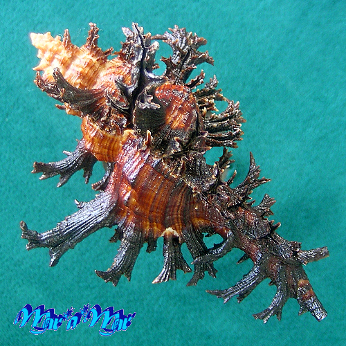 Chicoreus spectrum (Reeve, 1846) - Imagem 5