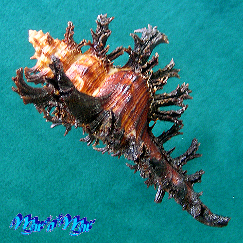 Chicoreus spectrum (Reeve, 1846) - Imagem 4