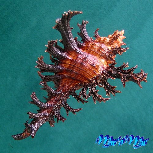 Chicoreus spectrum (Reeve, 1846) - Imagem 3