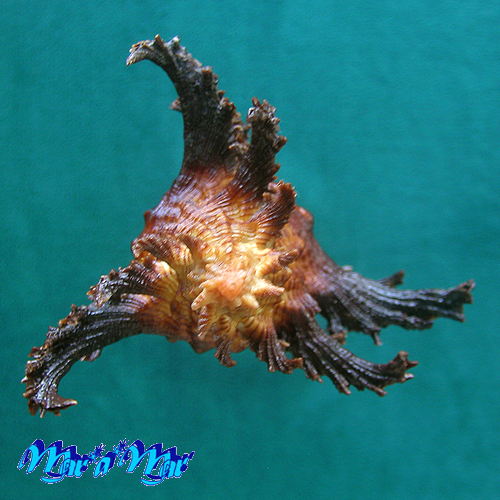 Chicoreus spectrum (Reeve, 1846) - Imagem 2