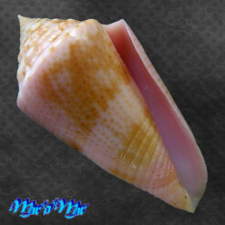 Conus ericmonnieri Petuch Myers, 2014