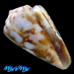 Conus (Poremskiconus) brasiliensis Clench, 1942