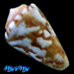 Alternative view of Conus (Poremskiconus) brasiliensis Clench, 1942