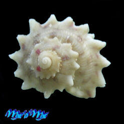 Arene cruentata (Muhlfeld, 1829)