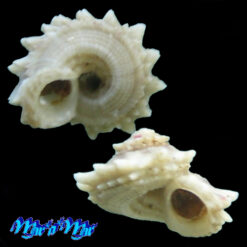 Alternative view of Arene cruentata (Muhlfeld, 1829)