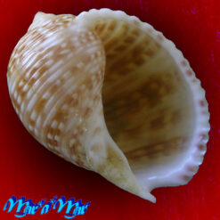 Tonna pennata (Mörch, 1853)