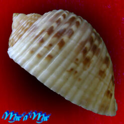 Alternative view of Tonna pennata (Mörch, 1853)