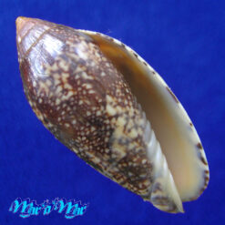 Plicoliva zelindae (Petuch, 1979)