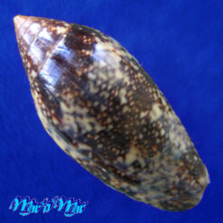 Alternative view of Plicoliva zelindae (Petuch, 1979)