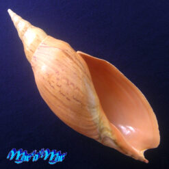 Adelomelon beckii (Broderip, 1836)