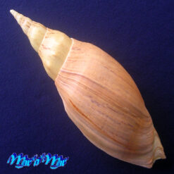 Alternative view of Adelomelon beckii (Broderip, 1836)