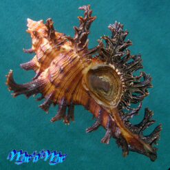 Chicoreus spectrum (Reeve, 1846)