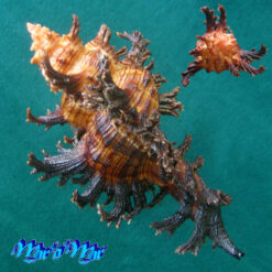 Alternative view of Chicoreus spectrum (Reeve, 1846)