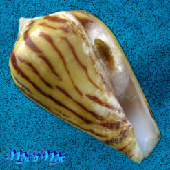 Conus zebroides Kiener, 1848