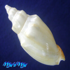 Alternative view of Odontocymbiola americana (Reeve, 1846) ALBINA